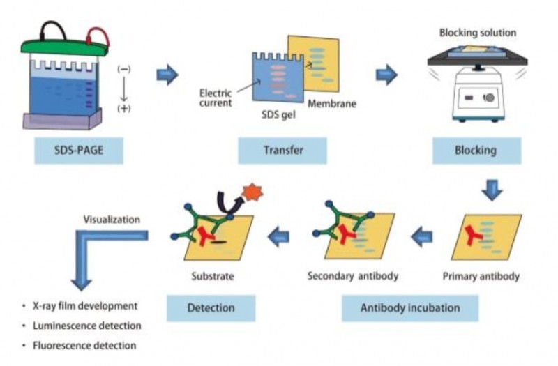 蛋白與抗體服務(wù)